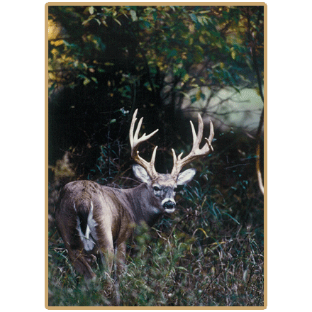 z14