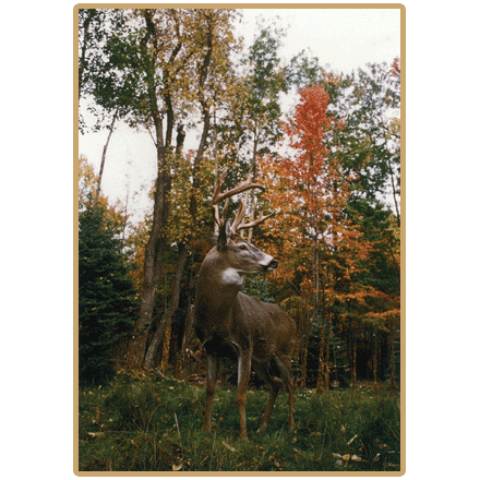 z18